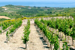 Agroalimentare, efficienza energetica e innovazione decisive per la competitività e la sostenibilità del settore