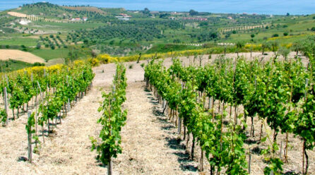Agroalimentare, efficienza energetica e innovazione decisive per la competitività e la sostenibilità del settore