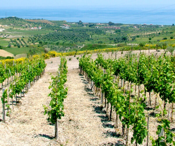 Agroalimentare, efficienza energetica e innovazione decisive per la competitività e la sostenibilità del settore