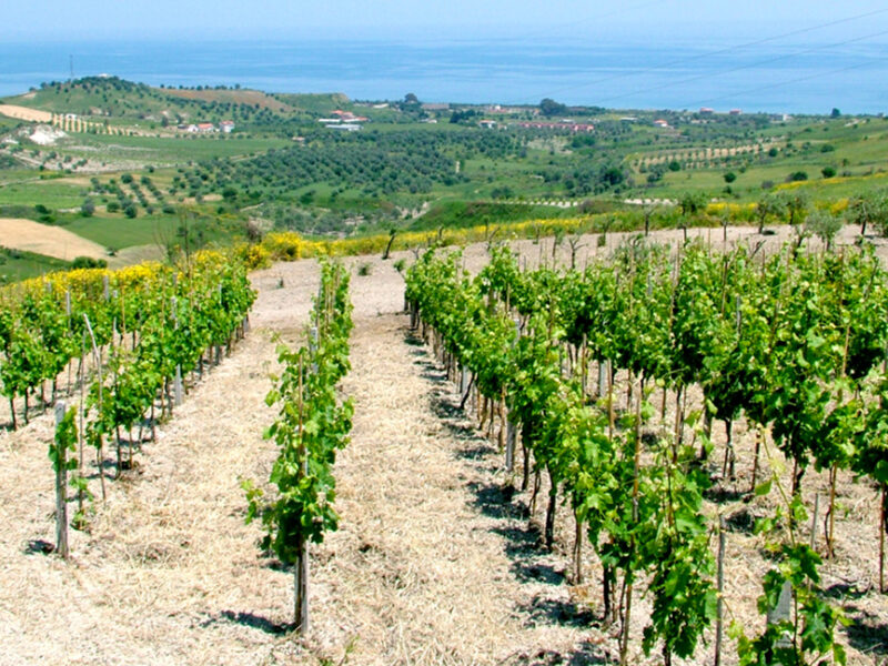 Agroalimentare, efficienza energetica e innovazione decisive per la competitività e la sostenibilità del settore
