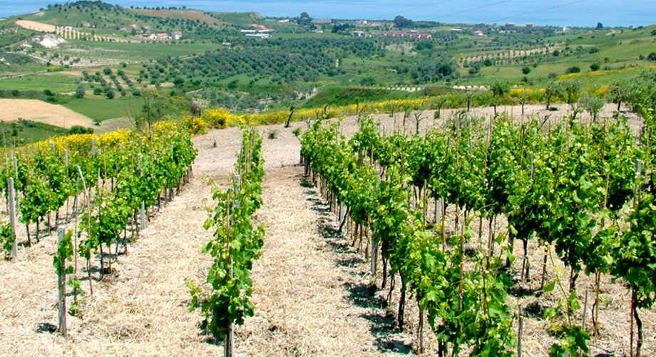 Agroalimentare, efficienza energetica e innovazione decisive per la competitività e la sostenibilità del settore