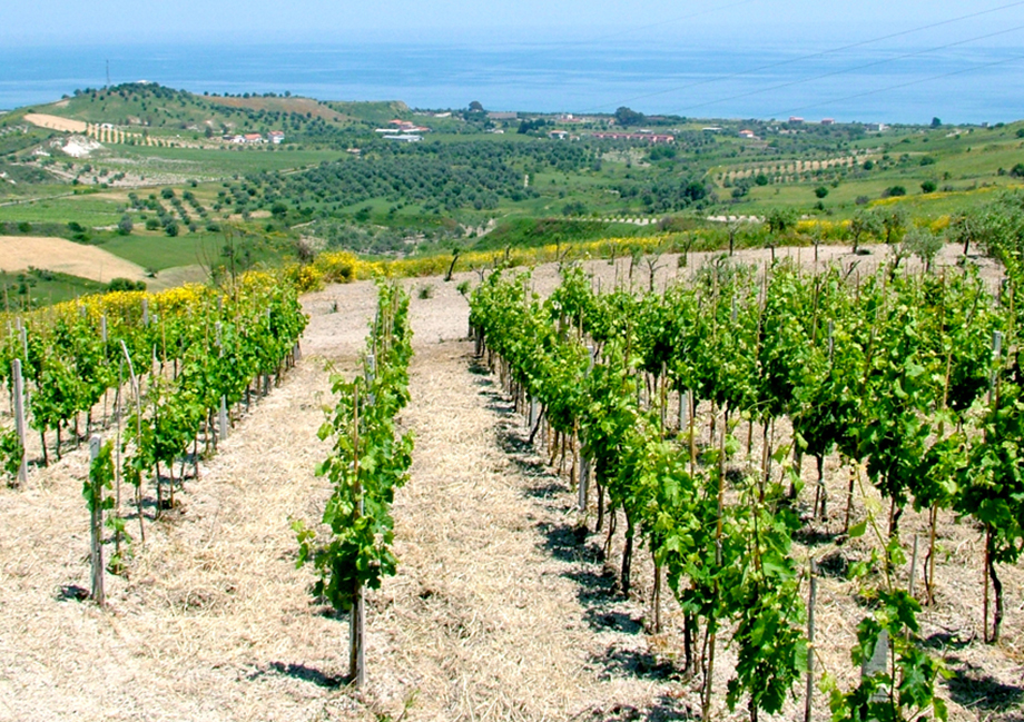 Agroalimentare, efficienza energetica e innovazione decisive per la competitività e la sostenibilità del settore