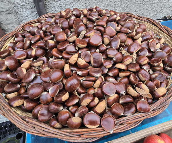 L’Italia è il primo produttore europeo di castagne e marroni. Campania regione leader per quantità e a seguire Calabria e Piemonte