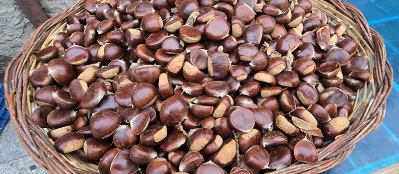 L’Italia è il primo produttore europeo di castagne e marroni. Campania regione leader per quantità e a seguire Calabria e Piemonte
