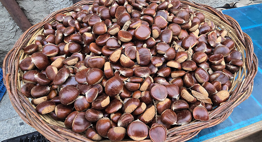 L’Italia è il primo produttore europeo di castagne e marroni. Campania regione leader per quantità e a seguire Calabria e Piemonte