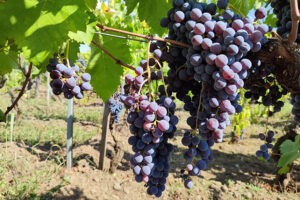 Per salvare l’identità dei vini dell’Etna a Zafferena Etnea si discuterà di coltivazione della vite, saperi antichi, tradizioni, territori