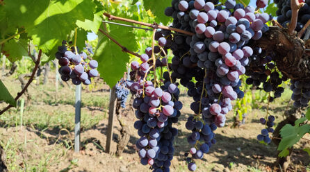 Per salvare l’identità dei vini dell’Etna a Zafferena Etnea si discuterà di coltivazione della vite, saperi antichi, tradizioni, territori