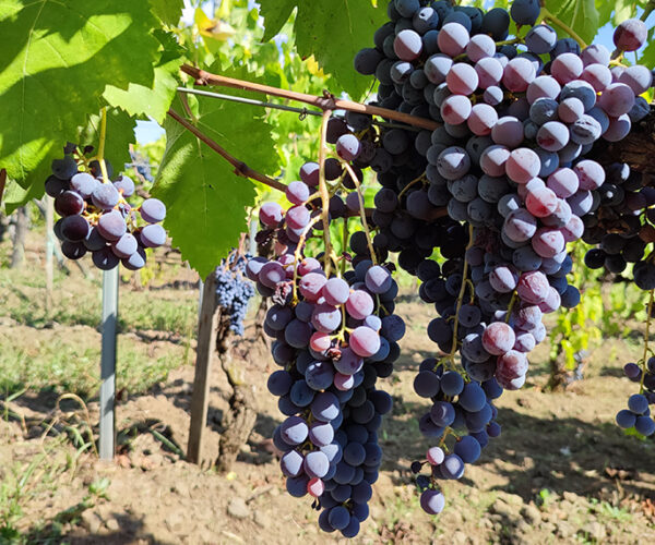 Per salvare l’identità dei vini dell’Etna a Zafferena Etnea si discuterà di coltivazione della vite, saperi antichi, tradizioni, territori