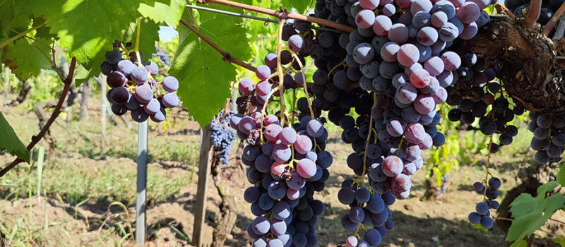 Per salvare l’identità dei vini dell’Etna a Zafferena Etnea si discuterà di coltivazione della vite, saperi antichi, tradizioni, territori