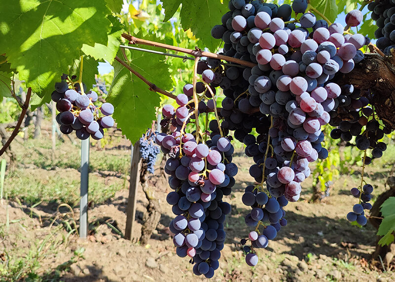 Per salvare l’identità dei vini dell’Etna a Zafferena Etnea si discuterà di coltivazione della vite, saperi antichi, tradizioni, territori