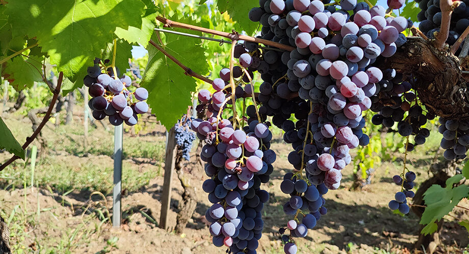 Per salvare l’identità dei vini dell’Etna a Zafferena Etnea si discuterà di coltivazione della vite, saperi antichi, tradizioni, territori