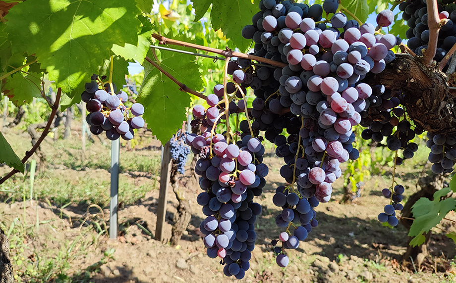 Per salvare l’identità dei vini dell’Etna a Zafferena Etnea si discuterà di coltivazione della vite, saperi antichi, tradizioni, territori