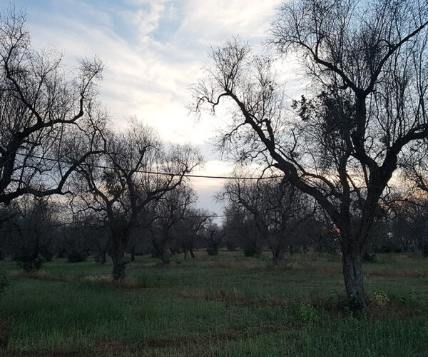 Xylella, Masaf e Agea al fianco degli agricoltori: bando da 30 milioni di euro per la rigenerazione olivicola