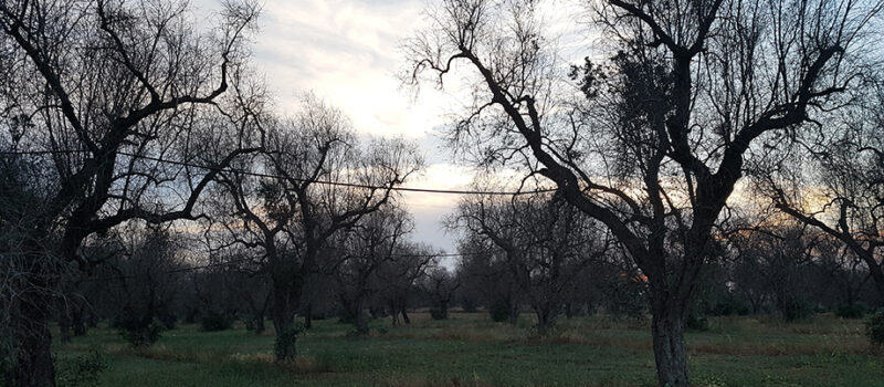 Xylella, Masaf e Agea al fianco degli agricoltori: bando da 30 milioni di euro per la rigenerazione olivicola