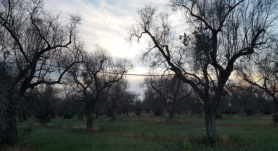 Xylella, Masaf e Agea al fianco degli agricoltori: bando da 30 milioni di euro per la rigenerazione olivicola