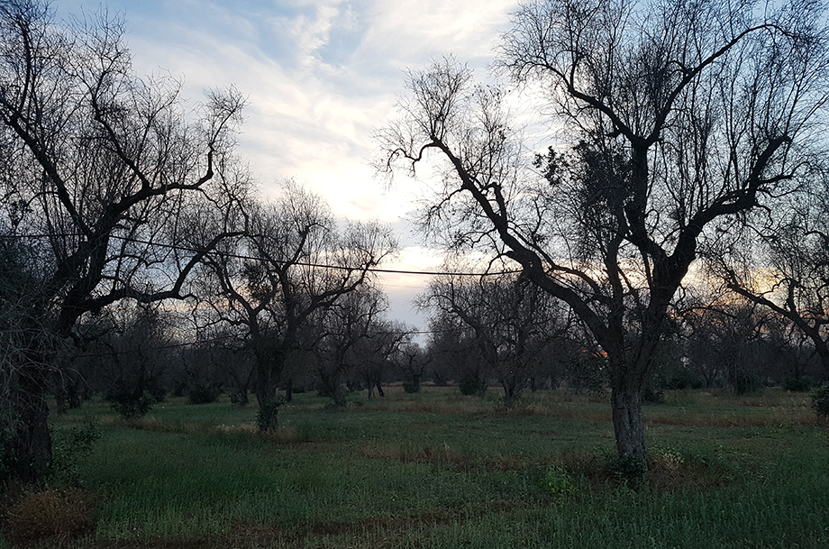 Xylella, Masaf e Agea al fianco degli agricoltori: bando da 30 milioni di euro per la rigenerazione olivicola