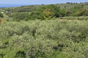 Olio e olivicoltura, Coldiretti: il documento di accompagnamento elettronico passo importante per smascherare truffe e inganni