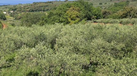 Olio e olivicoltura, Coldiretti: il documento di accompagnamento elettronico passo importante per smascherare truffe e inganni