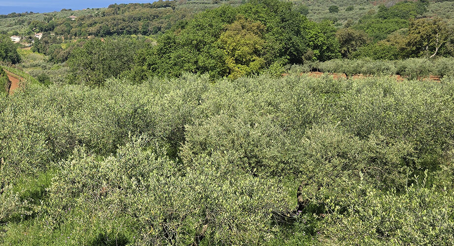 Olio e olivicoltura, Coldiretti: il documento di accompagnamento elettronico passo importante per smascherare truffe e inganni