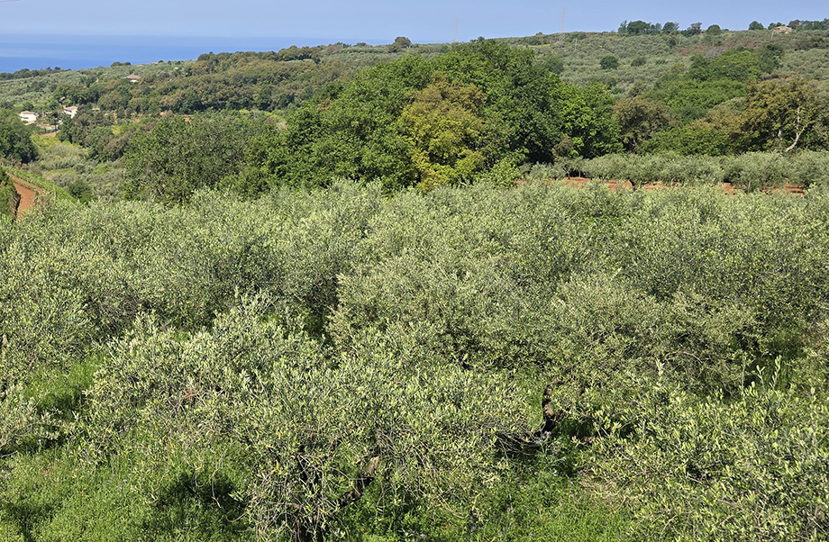 Olio e olivicoltura, Coldiretti: il documento di accompagnamento elettronico passo importante per smascherare truffe e inganni